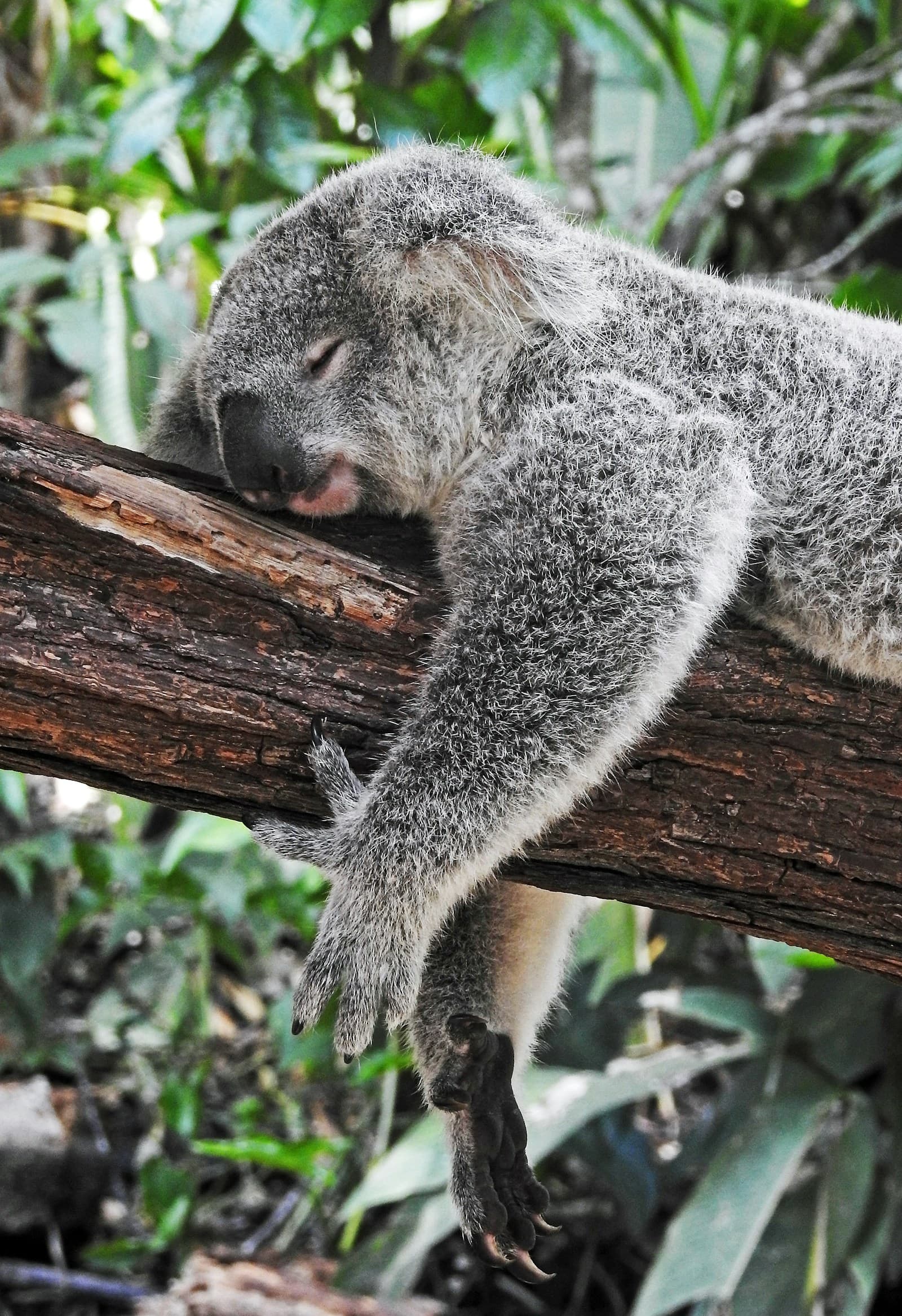 Koala sleeping on a tree branch